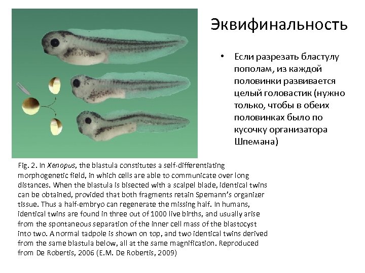 Эквифинальность • Если разрезать бластулу пополам, из каждой половинки развивается целый головастик (нужно только,