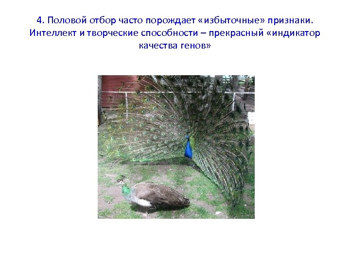 4. Половой отбор часто порождает «избыточные» признаки. Интеллект и творческие способности – прекрасный «индикатор