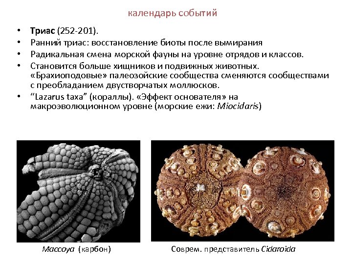 календарь событий Триас (252 -201). Ранний триас: восстановление биоты после вымирания Радикальная смена морской