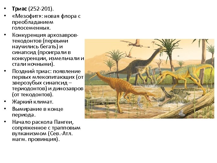  • Триас (252 -201). • «Мезофит» : новая флора с преобладанием голосеменных. •