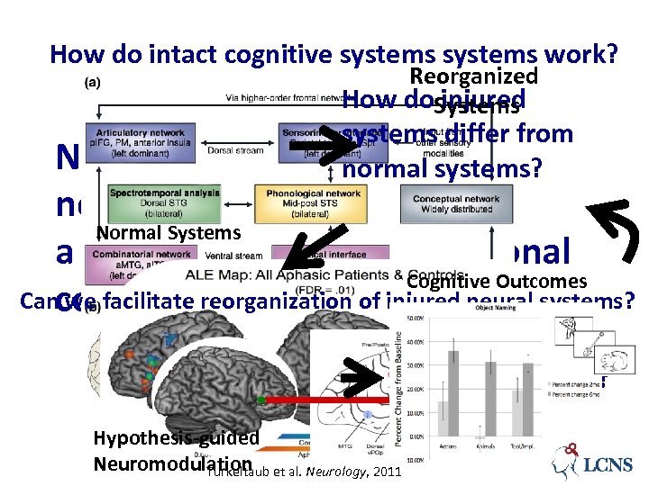 How do intact cognitive systems work? Reorganized How do. Systems injured systems differ from