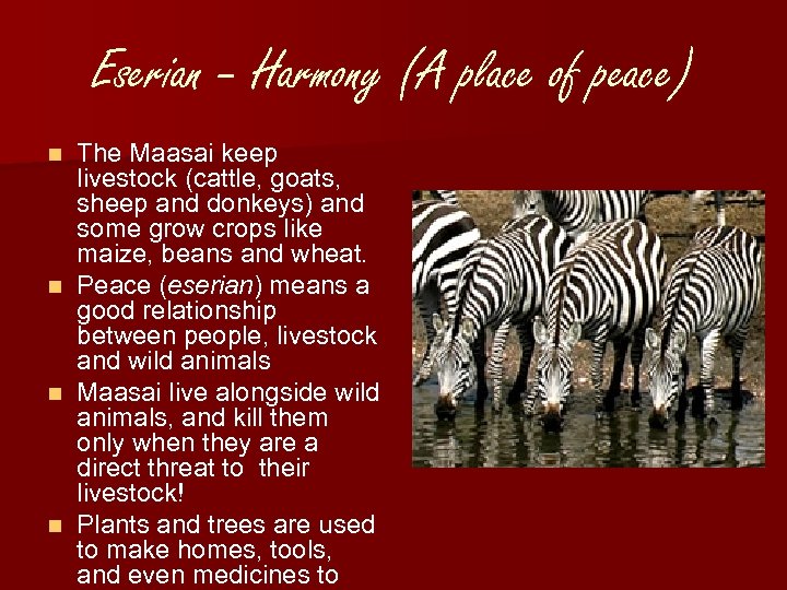 Eserian – Harmony (A place of peace) The Maasai keep livestock (cattle, goats, sheep