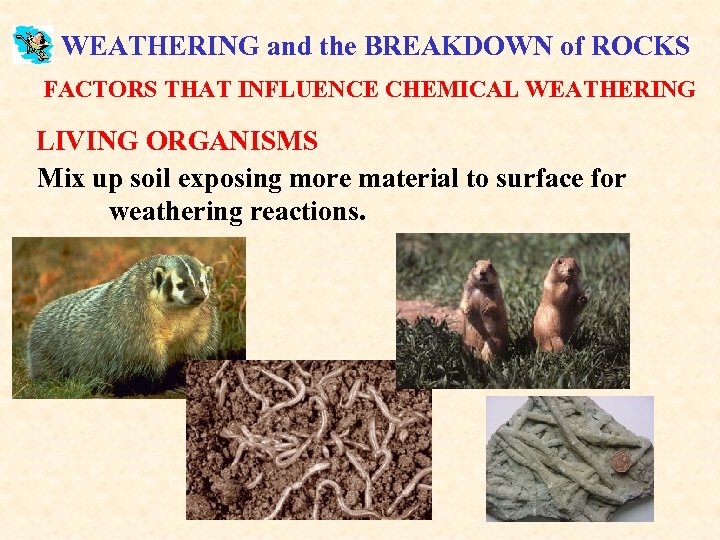 WEATHERING and the BREAKDOWN of ROCKS FACTORS THAT INFLUENCE CHEMICAL WEATHERING LIVING ORGANISMS Mix