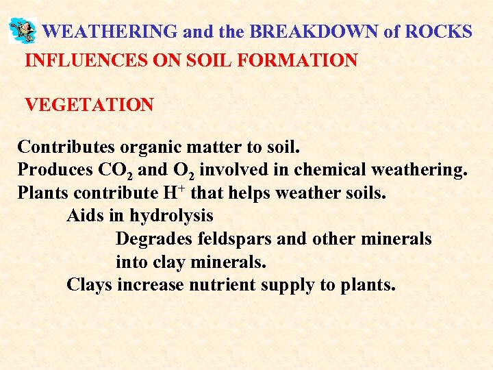 WEATHERING and the BREAKDOWN of ROCKS INFLUENCES ON SOIL FORMATION VEGETATION Contributes organic matter