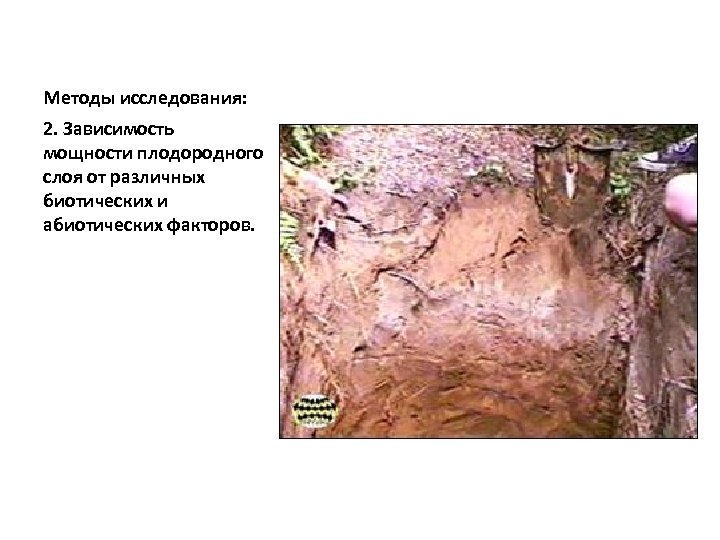 Методы исследования: 2. Зависимость мощности плодородного слоя от различных биотических и абиотических факторов. 