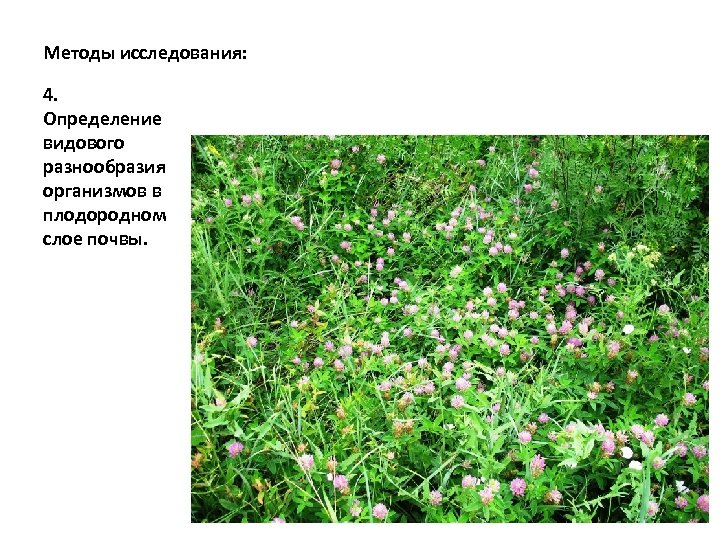 Методы исследования: 4. Определение видового разнообразия организмов в плодородном слое почвы. 