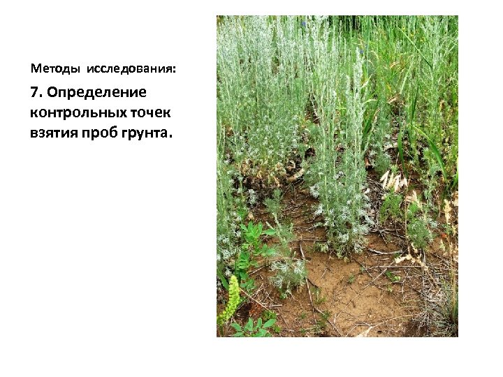Методы исследования: 7. Определение контрольных точек взятия проб грунта. 