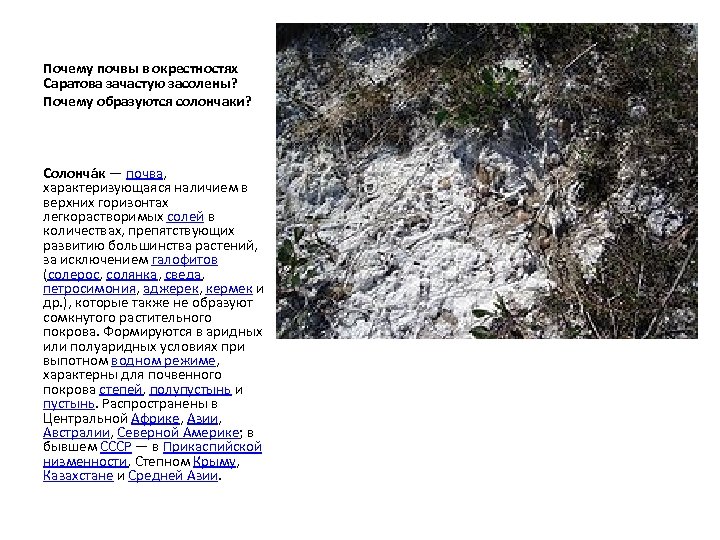 Почему почвы в окрестностях Саратова зачастую засолены? Почему образуются солончаки? Солонча к — почва,