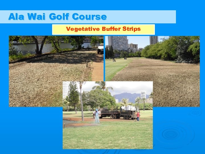 Ala Wai Golf Course Vegetative Buffer Strips 