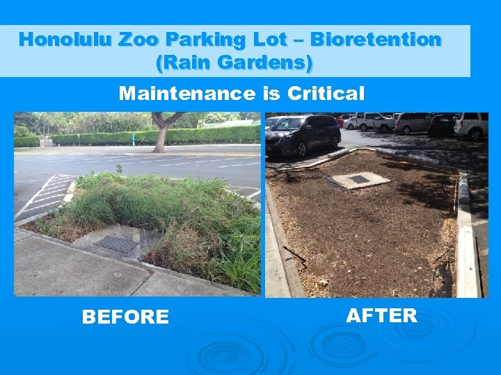 Honolulu Zoo Parking Lot – Bioretention (Rain Gardens) Maintenance is Critical BEFORE AFTER 