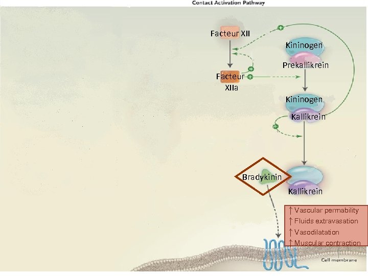 Facteur XII Kininogen Prekallikrein Facteur XIIa Kininogen Kallikrein Bradykinin Kallikrein ↑ Vascular permability ↑