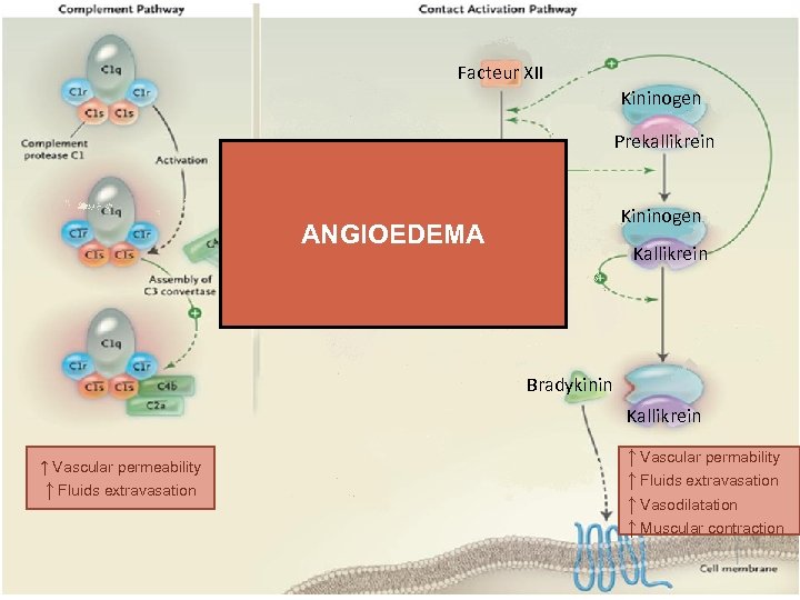 Facteur XII Kininogen Prekallikrein Facteur XIIa Kininogen ANGIOEDEMA Kallikrein Bradykinin Kallikrein ↑ Vascular permeability