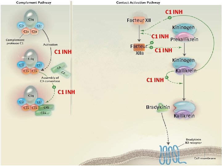 C 1 INH Facteur XII Kininogen C 1 INH Prekallikrein C 1 INH Facteur