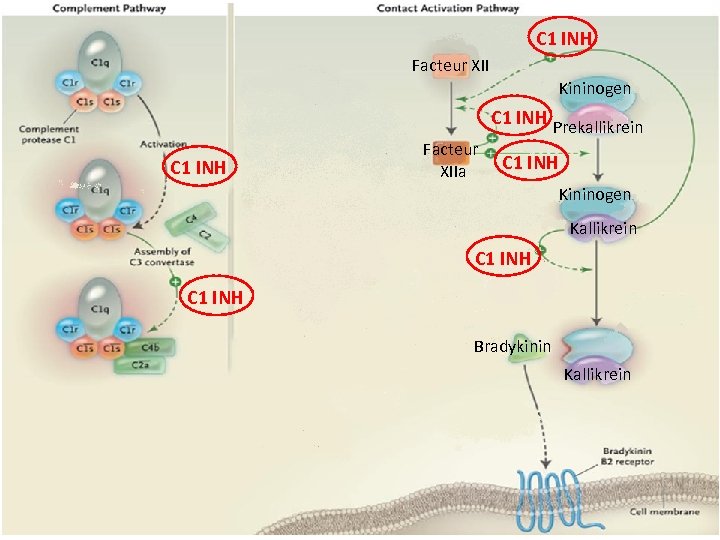 C 1 INH Facteur XII Kininogen C 1 INH Prekallikrein C 1 INH Facteur