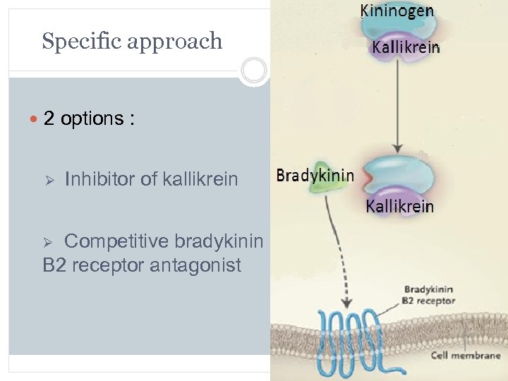  Specific approach 2 options : Ø Inhibitor of kallikrein Ø Competitive bradykinin B