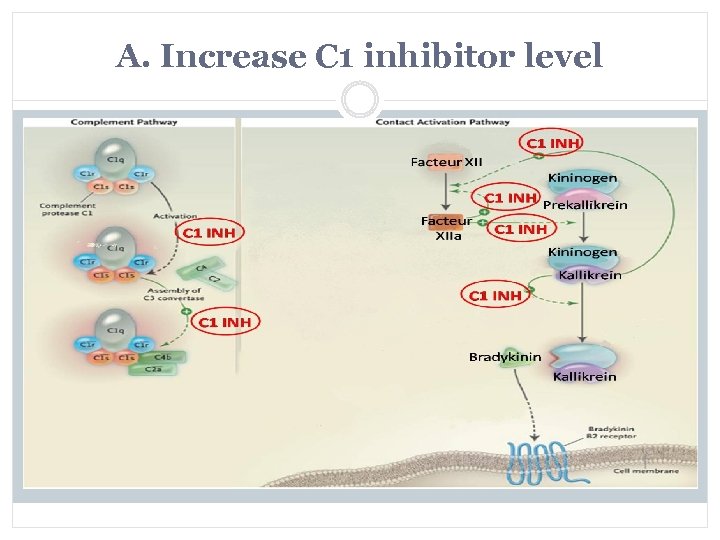 A. Increase C 1 inhibitor level 