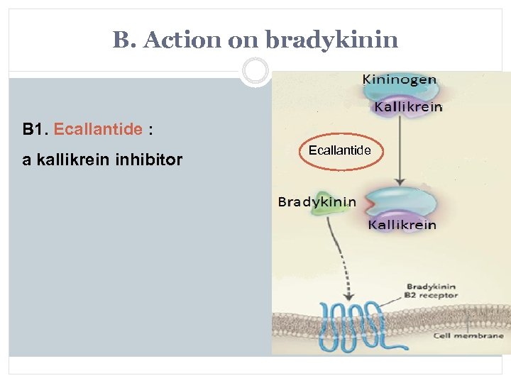 B. Action on bradykinin B 1. Ecallantide : a kallikrein inhibitor Ecallantide 