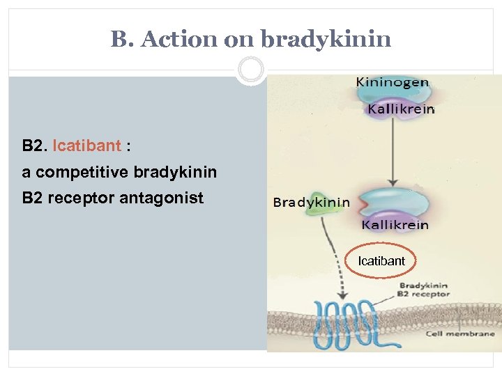 B. Action on bradykinin B 2. Icatibant : a competitive bradykinin B 2 receptor