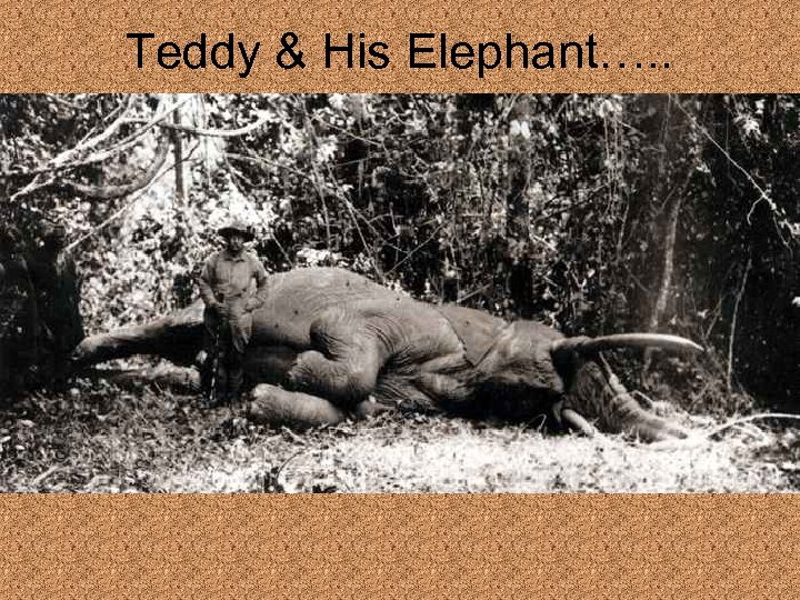 Teddy & His Elephant…. . 