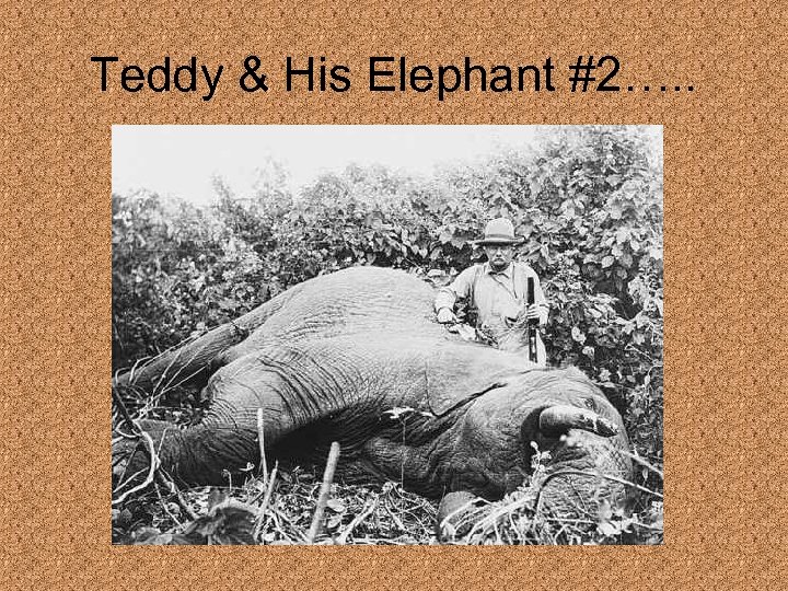Teddy & His Elephant #2…. . 