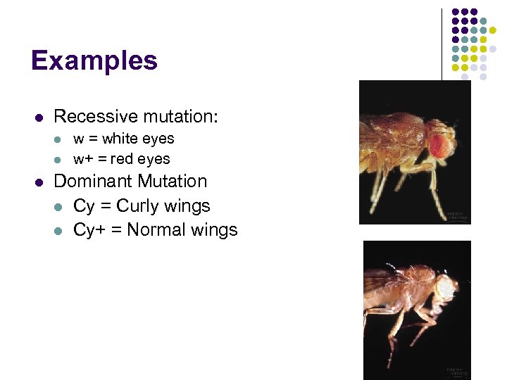 Examples l Recessive mutation: l l l w = white eyes w+ = red