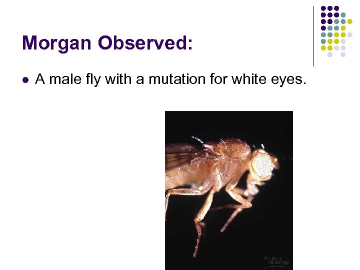 Morgan Observed: l A male fly with a mutation for white eyes. 