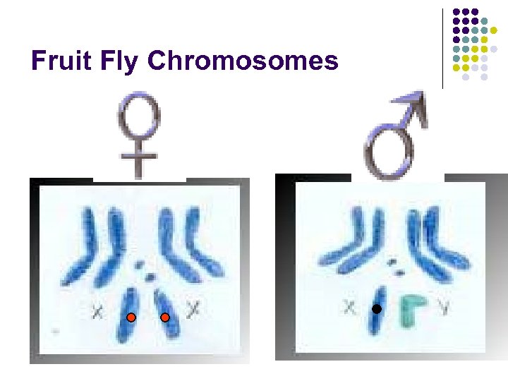 Fruit Fly Chromosomes 