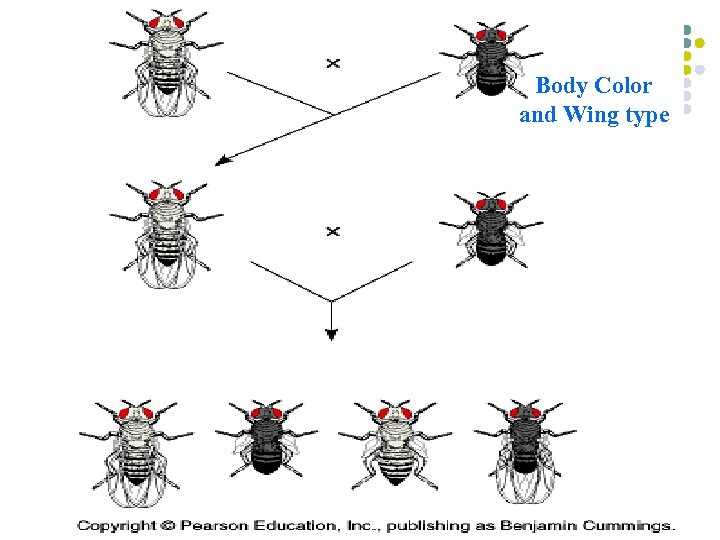 Body Color and Wing type 