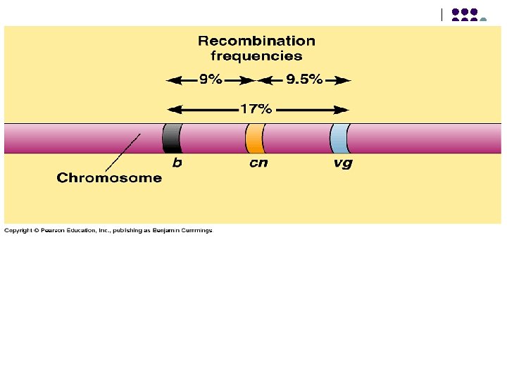 l Comment - only good for genes that are within 50 map units of