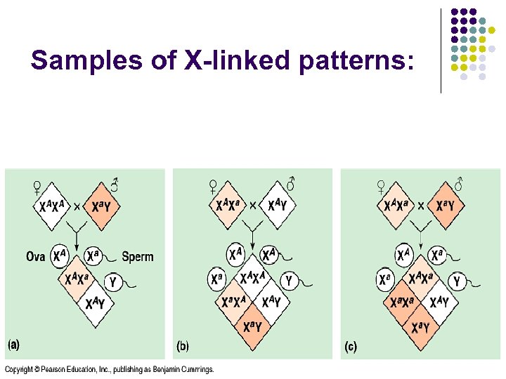 Samples of X-linked patterns: 