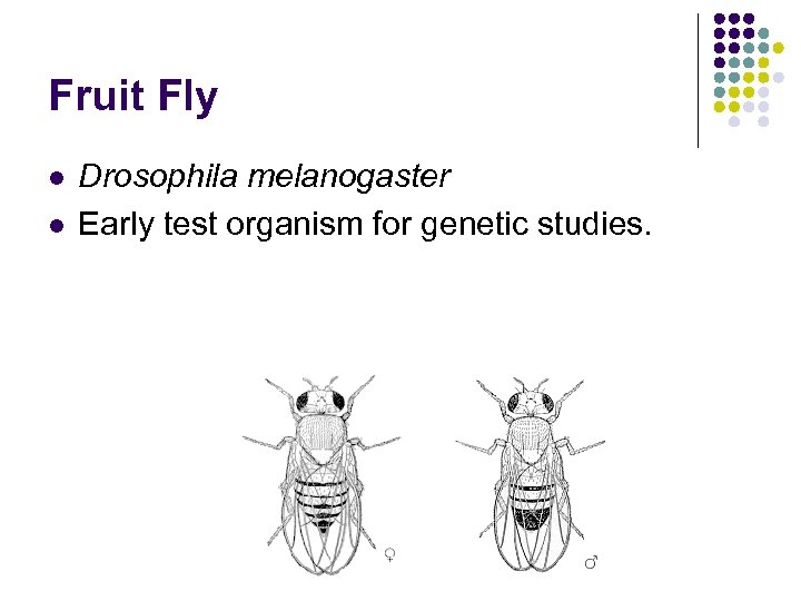 Fruit Fly l l Drosophila melanogaster Early test organism for genetic studies. 