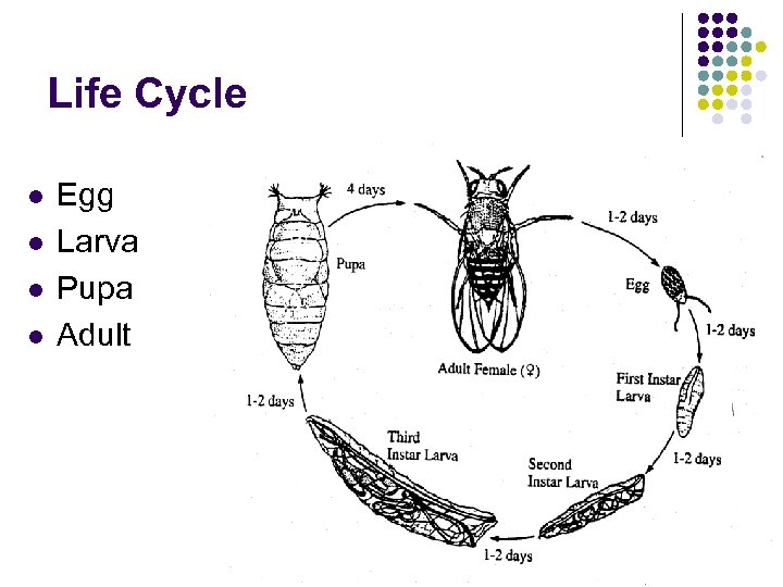 Life Cycle l l Egg Larva Pupa Adult 