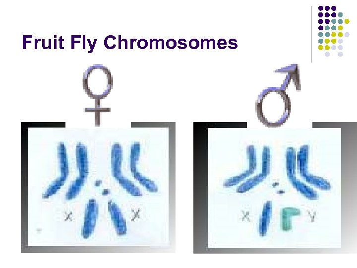 Fruit Fly Chromosomes 