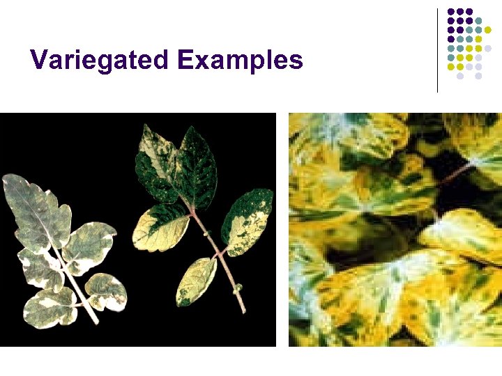 Variegated Examples 