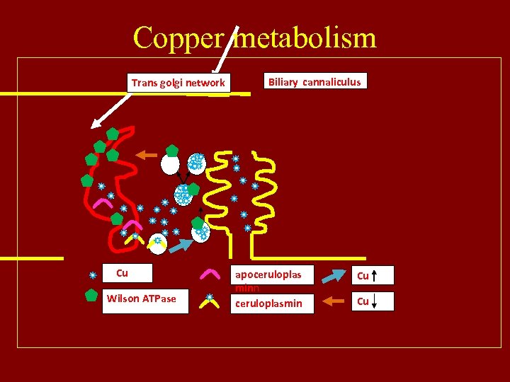 Copper metabolism Trans golgi network Cu Wilson ATPase Biliary cannaliculus apoceruloplas minn ceruloplasmin Cu