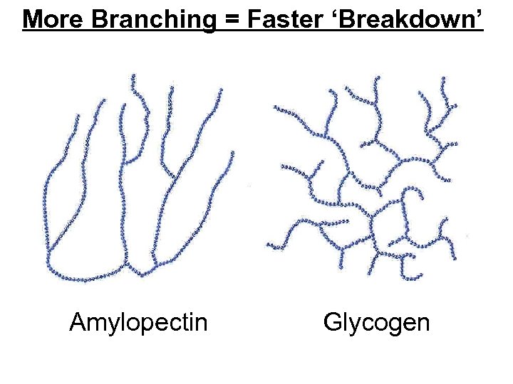More Branching = Faster ‘Breakdown’ Amylopectin Glycogen 