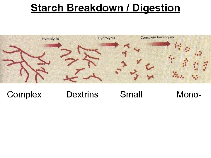 Starch Breakdown / Digestion Complex Dextrins Small Mono- 