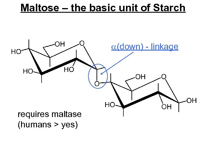 Maltose – the basic unit of Starch (down) - linkage requires maltase (humans >