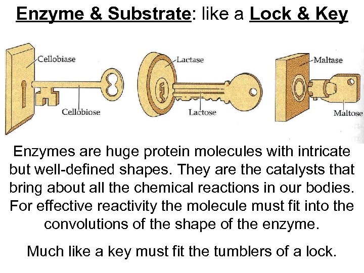 Enzyme & Substrate: like a Lock & Key Enzymes are huge protein molecules with