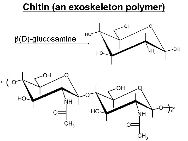 Chitin (an exoskeleton polymer) (D)-glucosamine 