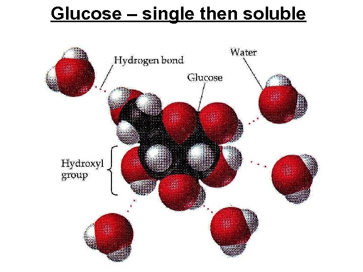 Glucose – single then soluble 