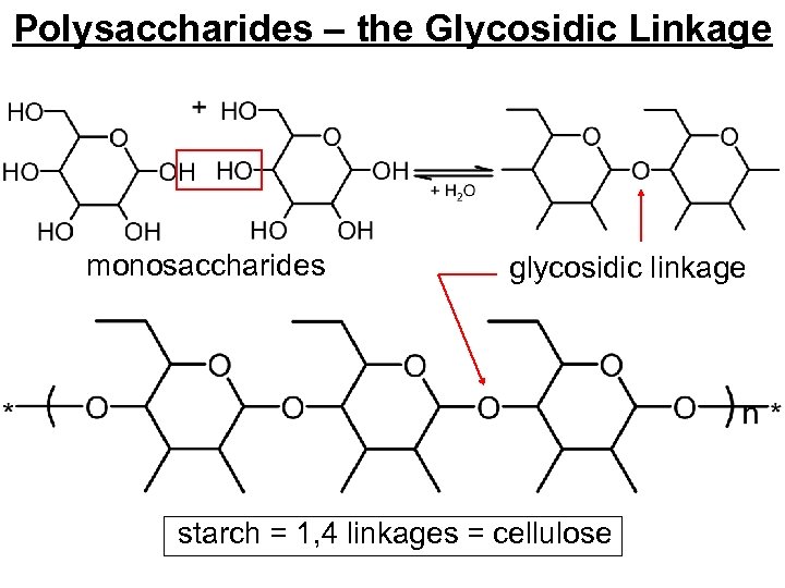Polysaccharides – the Glycosidic Linkage monosaccharides glycosidic linkage starch = 1, 4 linkages =