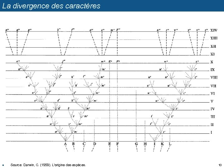 La divergence des caractères n Source: Darwin, C. (1959). L'origine des espèces. 10 