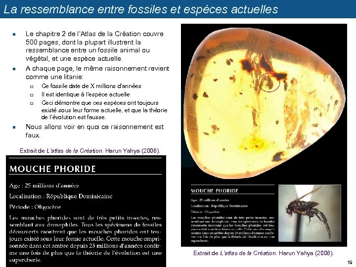 La ressemblance entre fossiles et espèces actuelles n n Le chapitre 2 de l’Atlas
