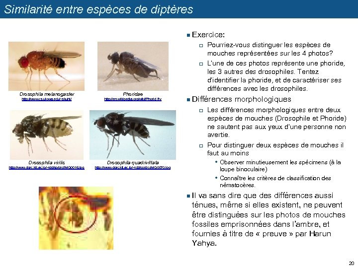 Similarité entre espèces de diptères n Exercice: q q Drosophila melanogaster Phoridae http: //www.