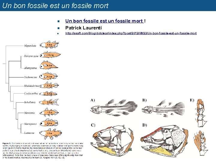 Un bon fossile est un fossile mort n Un bon fossile est un fossile