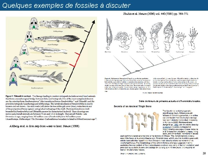 Quelques exemples de fossiles à discuter Shubin et al. Nature (2006) vol. 440 (7085)