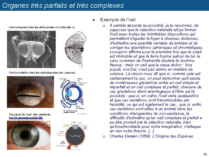 Organes très parfaits et très complexes n Oeil composé chez les arthropodes (= «