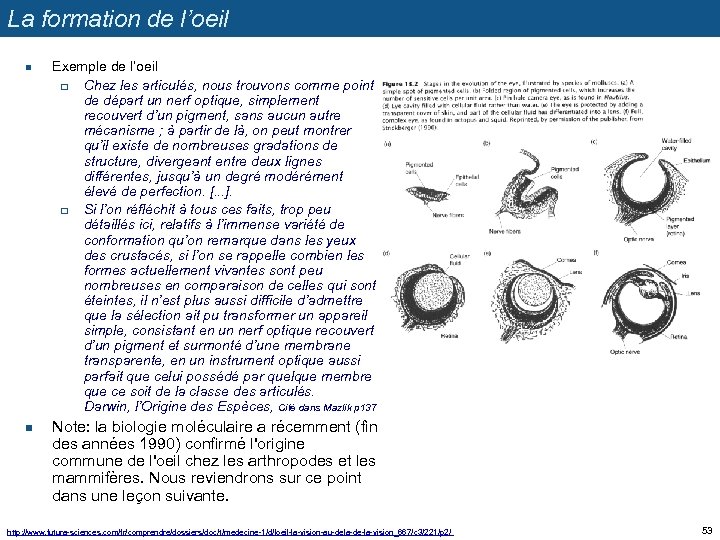 La formation de l’oeil n n Exemple de l’oeil q Chez les articulés, nous