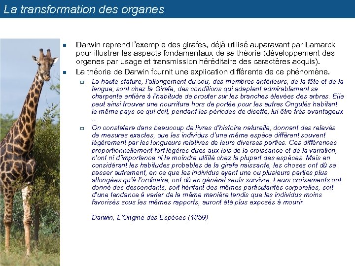 La transformation des organes n n Darwin reprend l’exemple des girafes, déjà utilisé auparavant